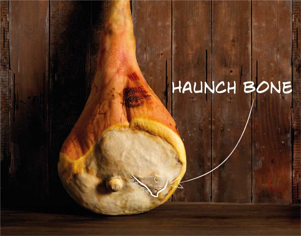 Haunch Bone